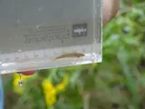 Arkansas Darter, photographed in Arkansas