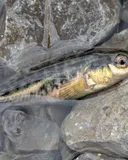 Brook Stickleback, photographed in New York