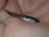 Guppy, photographed in Tafea