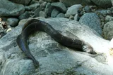 Pacific Lamprey, photographed in British Columbia