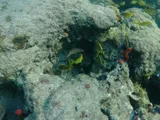 Lane Snapper, photographed in Florida