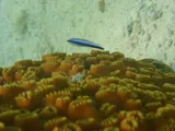 Neon Goby, photographed in Florida
