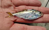 Threadfin Shad, photographed in Florida
