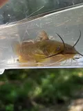 Yellow Bullhead, photographed in Illinois