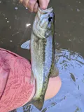 Alabama Bass, photographed in Alabama