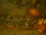 Swannanoa Darter, photographed in North Carolina