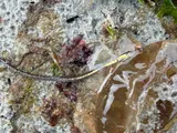 Northern Pipefish, photographed in Rhode Island