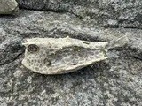 Spiny Boxfish, photographed in Shizuoka