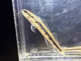 Muscadine Darter, photographed in Alabama