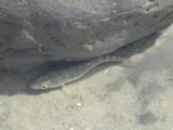 Striped Killifish, photographed in South Carolina