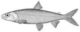 Deepwater Cisco, photographed in Michigan