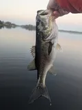 Largemouth Bass, photographed in Florida
