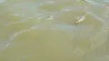 Shortnose Gar, photographed in Tennessee