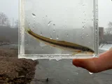 Stargazing Minnow, photographed in Tennessee
