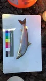 Round Whitefish, photographed in Alaska