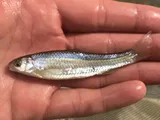 Mississippi Silvery Minnow, photographed in Texas