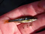 Bridle Shiner, photographed in New Jersey