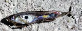 Guppy, photographed in Magdalena