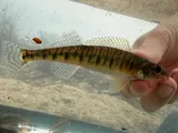 Logperch, photographed in Tennessee