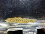 Stone Darter, photographed in Tennessee