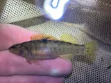 Wounded Darter, photographed in Virginia