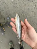 Surf Smelt, photographed in Washington