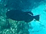 Black Triggerfish, photographed in Quintana Roo