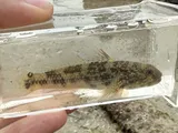 Frillfin Goby, photographed in Florida