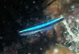 Neon Goby, photographed in Florida