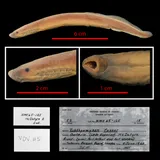Northern Brook Lamprey, photographed in Ontario (Prov.)