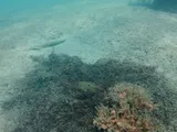 Lane Snapper, photographed in Florida