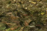 Porthole Livebearer, photographed in Oaxaca
