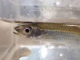 Silverstripe Shiner, photographed in Alabama