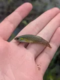 Golden Topminnow, photographed in Louisiana