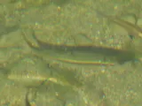 Central Stoneroller, photographed in Texas