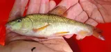 Creek Chubsucker, photographed in Maryland