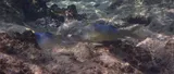 Blue Goatfish