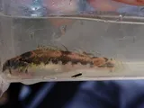 Cherry Darter, photographed in Tennessee