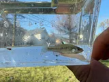 Rainwater Killifish, photographed in South Carolina