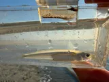 Atlantic Silverside, photographed in South Carolina