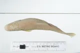 Redspot Chub, photographed in Oklahoma
