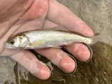 Virgin Chub, photographed in Nevada