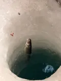 Coho Salmon, photographed in Alaska