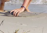 Atlantic Sharpnose Shark, photographed in North Carolina