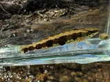 Frecklebelly Darter, photographed in Kentucky