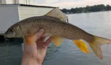 Shorthead Redhorse