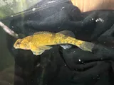 Missouri Saddled Darter, photographed in Missouri