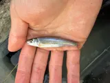 River Shiner, photographed in Ohio