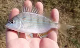 Pinfish, photographed in Florida