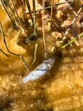 Railroad Valley Springfish, photographed in Nevada